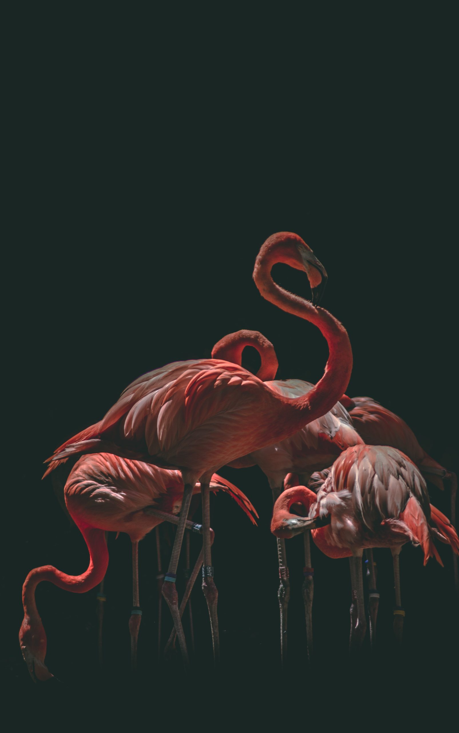 Flock of flamingo
